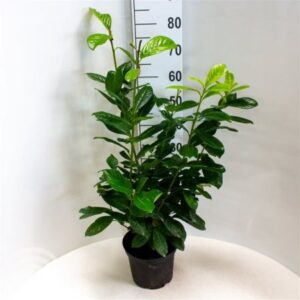 Laurierkers | Prunus lauroceracus 'Novita'