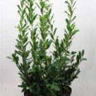 Laurierkers | Prunus laurocerasus 'Caucasica' | In pot 7,5L | Hoogte 80-100cm Laurierkers | Prunus laurocerasus 'Caucasica'