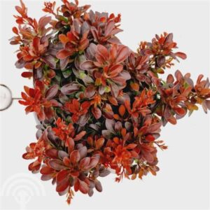 Japanse zuurbes | Berberis thunbergii 'Bagatelle'
