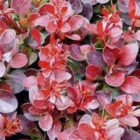 Japanse zuurbes | Berberis thunbergii 'Bagatelle'