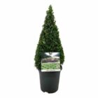 Palmboompje | Buxus sempervirens | Piramide vorm | In pot 3L | Hoogte 30-40cm Palmboompje | Buxus sempervirens | Piramide vorm