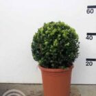 Palmboompje | Buxus sempervirens | Bolvorm | In pot 5L | Hoogte 30cm Palmboompje | Buxus sempervirens | bolvorm
