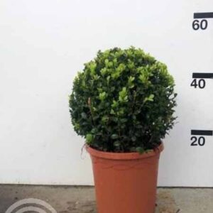 Palmboompje | Buxus sempervirens | bolvorm