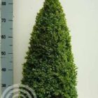Palmboompje | Buxus sempervirens | Piramide vorm | In pot 7,5L | Hoogte 60-70cm Palmboompje | Buxus sempervirens | Piramide vorm