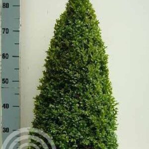 Palmboompje | Buxus sempervirens | Piramide vorm