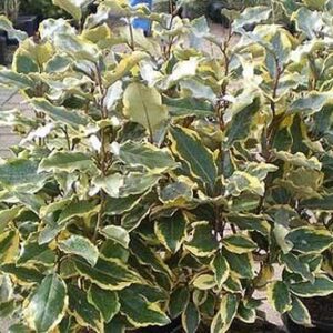 Olijfwilg | Elaeagnus ebb. 'Viveleg'