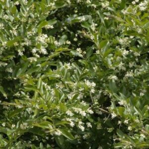 Liguster | Ligustrum obt. var. regelianum