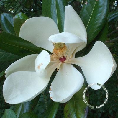 Beverboom | Magnolia | Magnolia grandiflora
