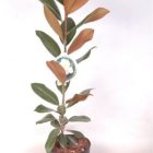Beverboom | Magnolia | Magnolia grandiflora
