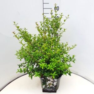 Schijnhulst | Osmanthus burkwoodii