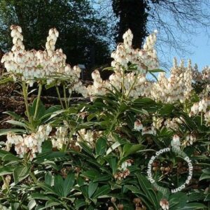 Rotsheide | Pieris japonica 'Cupido'