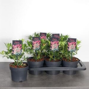 Rotsheide | Pieris japonica 'Forest Flame'