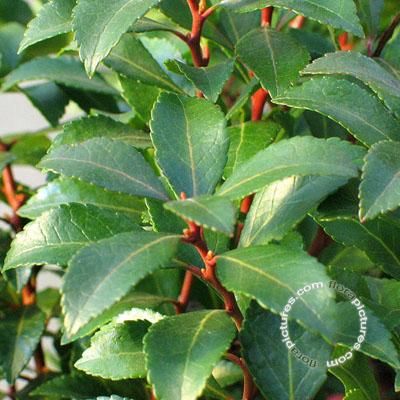Rotsheide | Pieris japonica 'Little Heath Green'