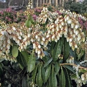 Rotsheide | Pieris japonica 'White Cascade'