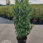 Portugese laurierkers | Prunus lusitanica 'Angustifolia' | In pot 12L | Hoogte 80-100cm Portugese laurierkers | Prunus lusitanica 'Angustifolia'