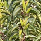 Portugese laurierkers | Prunus lusitanica 'Angustifolia'