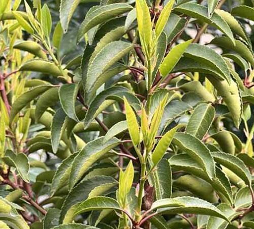 Portugese laurierkers | Prunus lusitanica 'Angustifolia'