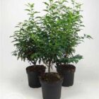 Portugese laurierkers | Prunus lusitanica 'Angustifolia' | In pot 7,5L | Hoogte 60-80cm Portugese laurierkers | Prunus lusitanica 'Angustifolia'
