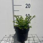 Chinese kamperfoelie | Lonicera nitida 'Maigrün'