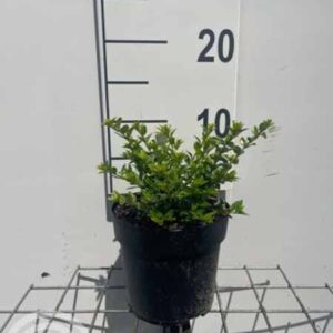 Chinese kamperfoelie | Lonicera nitida 'Maigrün'