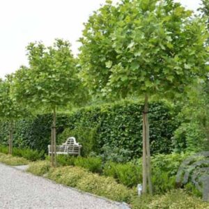 Bol Plataan | Platanus hispanica 'Alphens Globe'