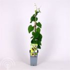 Duitse pijp | Aristolochia macrophylla