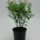 Krentenboompje | Amelanchier 'Ballerina'