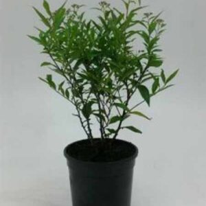 Krentenboompje | Amelanchier 'Ballerina'