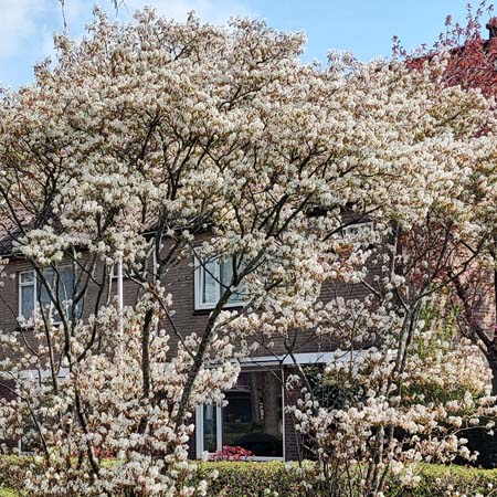 Amerikaans krentenboompje | Amelanchier lamarckii