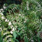Schoonvrucht | Callicarpa japonica 'Leucocarpa'