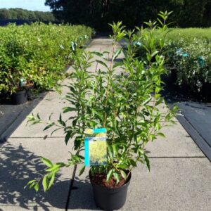 Chinees klokje | Forsythia int. 'Spectabilis'