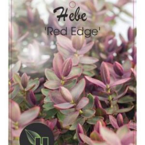 Struikveronica | Hebe 'Red Edge'