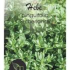 Struikveronica | Hebe pinguifolia 'Sutherlandii'