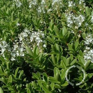 Struikveronica | Hebe rakaiensis