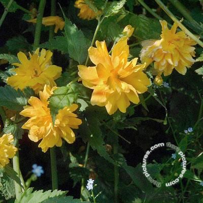 Ranonkelstruik | Kerria japonica 'Pleniflora'