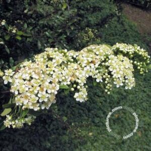 Vuurdoorn | Pyracantha 'Teton'