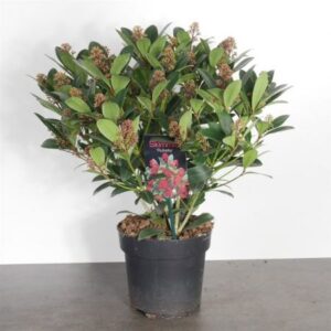 Skimmia (mannelijk) | Skimmia japonica 'Rubella'