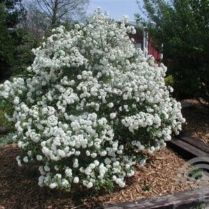 Sneeuwbal | Viburnum 'Eskimo'