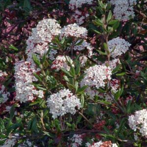 Sneeuwbal | Viburnum burkwoodii