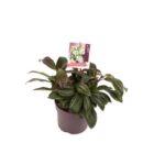 Sneeuwbal | Viburnum davidii | In pot 2,5L | Hoogte 25-30cm Sneeuwbal | Viburnum davidii