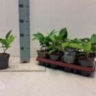 Sneeuwbal | Viburnum davidii | In pot 3L | Hoogte 15-20cm Sneeuwbal | Viburnum davidii