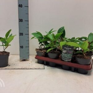 Sneeuwbal | Viburnum davidii