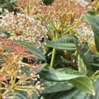 Sneeuwbal | Viburnum davidii | In pot 2,5L | Hoogte 25-30cm Sneeuwbal | Viburnum davidii