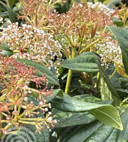 Sneeuwbal | Viburnum davidii