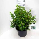 Sneeuwbal | Viburnum tinus | In pot 10L | Hoogte 40-50cm Sneeuwbal | Viburnum tinus