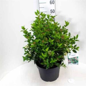 Sneeuwbal | Viburnum tinus