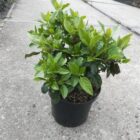 Sneeuwbal | Viburnum tinus | In pot 3L | Hoogte 30-40cm Sneeuwbal | Viburnum tinus