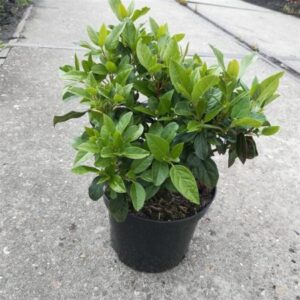 Sneeuwbal | Viburnum tinus