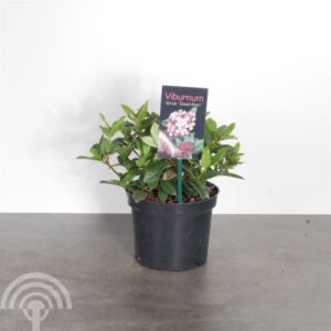 Sneeuwbal | Viburnum tinus 'Gwenllian'