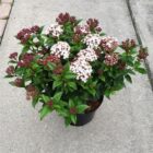 Sneeuwbal | Viburnum tinus 'Spirit'